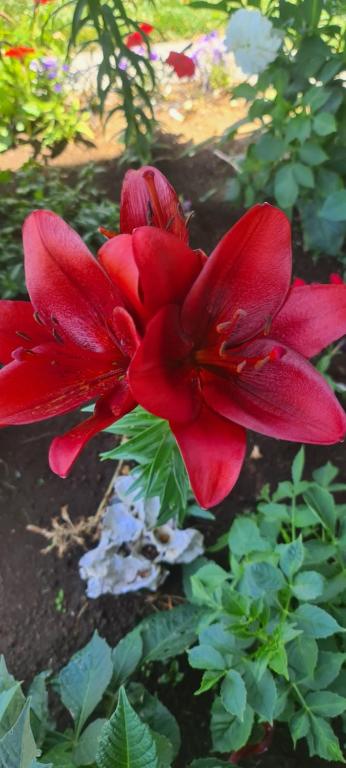 The Lily Inn - Resim 25