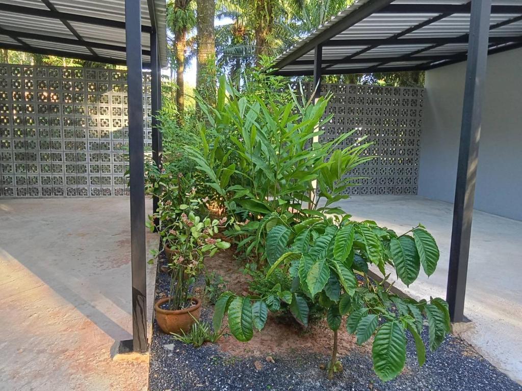 Zahrada ubytování Khlong Thom Resort