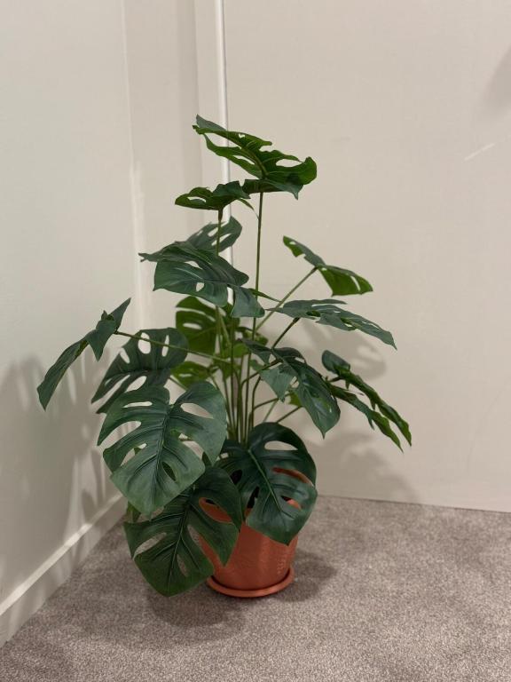 Sky Stars 2B1B family home with in AKL CBD with free parking - Resim 25