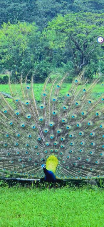 Zahrada ubytování Peacock Eco Resort Sigiriya