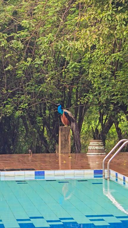 Bazén v ubytování Peacock Eco Resort Sigiriya nebo v jeho okolí