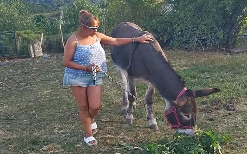 Zvířata v prázdninového domu nebo okolí