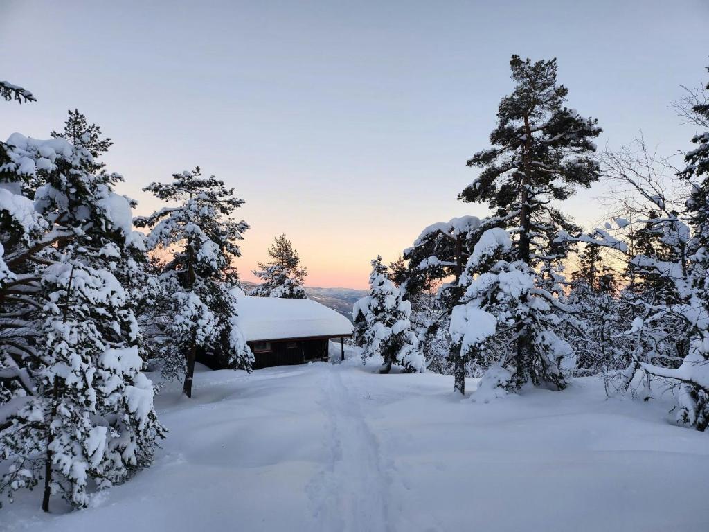 a snow covered yard with trees and a cabin at Cozy Private Holiday Home On Lifjell in Bø