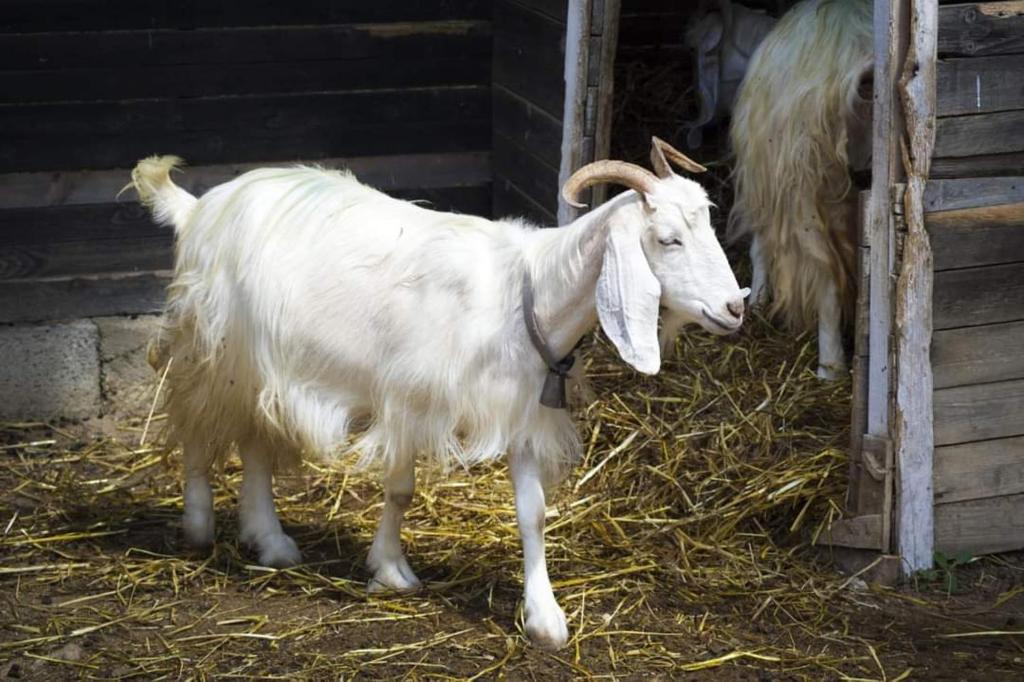 Zvířata v farmy nebo okolí