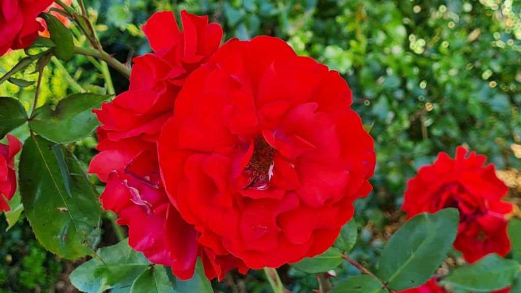 Bidwills Gem - Resim 16