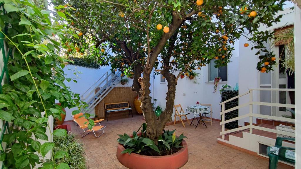 Zahrada ubytování Casa Sofia: comodi e tranquilli