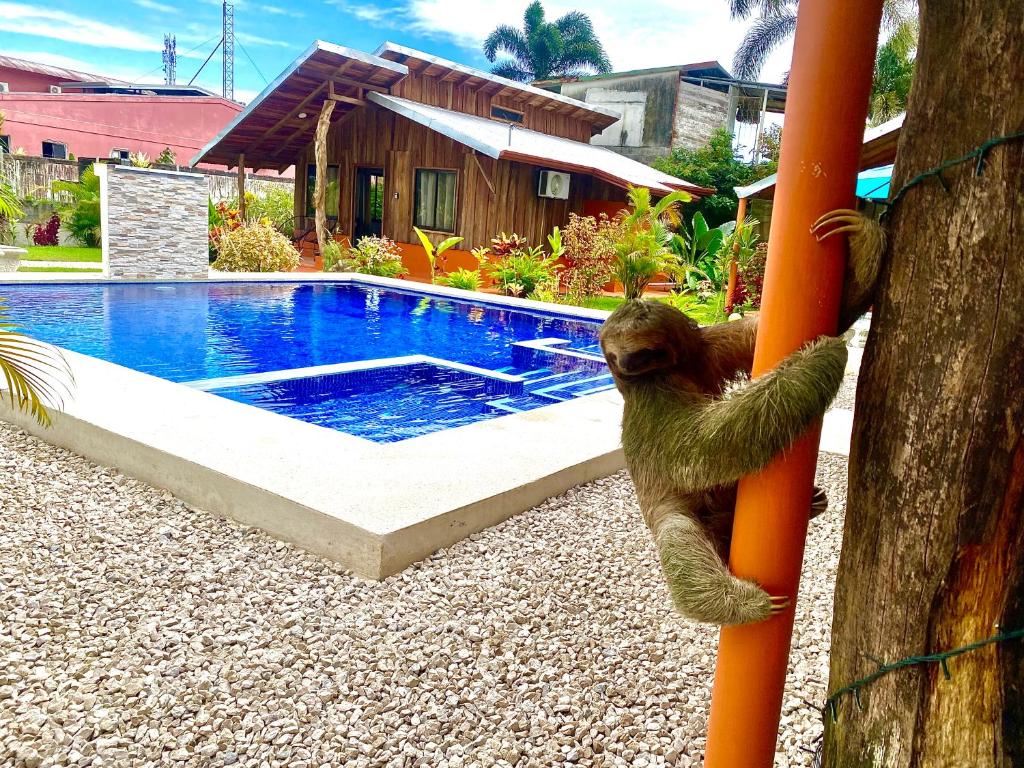 a sloth climbing on a pole next to a pool at Cabañas Litos #2 in Fortuna