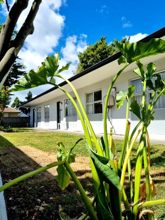 Cedar Lodge Motel Hamilton - Resim 4