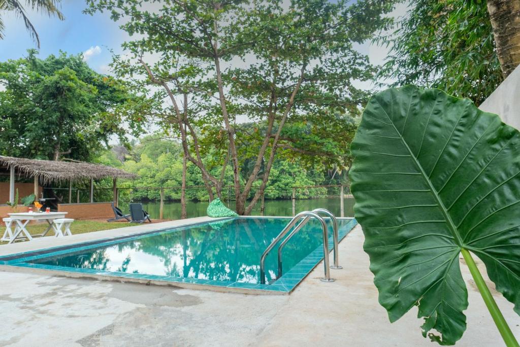 a large green leaf next to a swimming pool at Juula lagoon resort Hikkaduwa-villa 01 in Dodanduwa