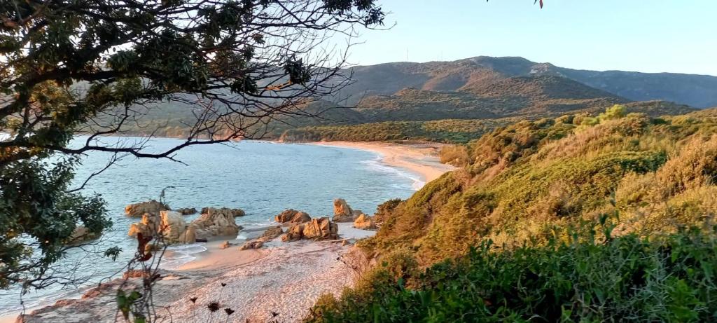 un groupe d'animaux sur une plage près de l'eau dans l'établissement Alba rossa, à Serra-di-Ferro