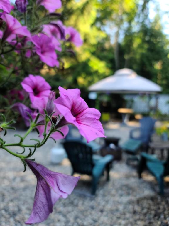 Zahrada ubytování Grizzly Paw B&B