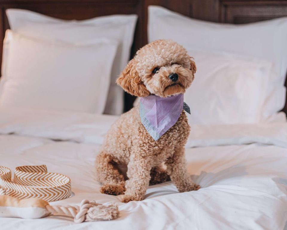 a poodle dog wearing a tie sitting on a bed at Story Hotel Riddargatan, part of JdV by Hyatt in Stockholm