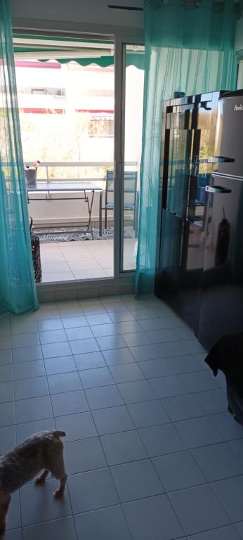 - un chat marchant sur un sol carrelé dans une chambre dans l'établissement Studio 26 M2 terrasse 6 M2 La Grande Motte, à La Grande Motte