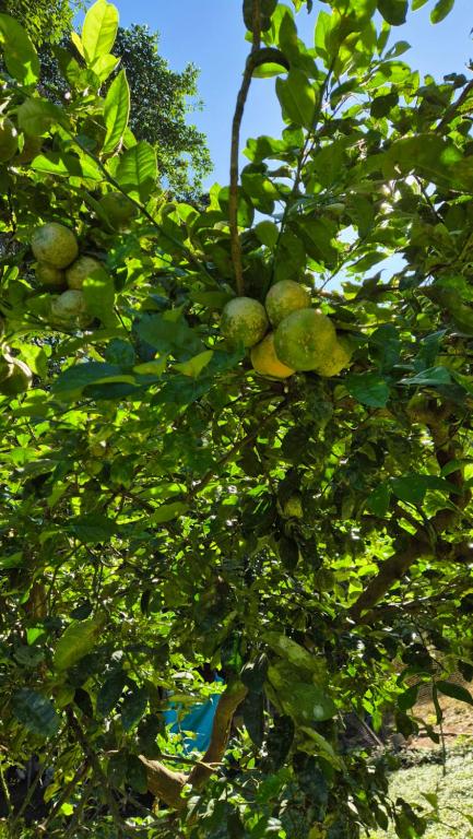 Zahrada ubytování Eco Farmstay Finca Las Aguas