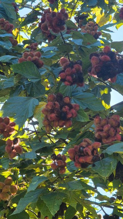 Zahrada ubytování Eco Farmstay Finca Las Aguas