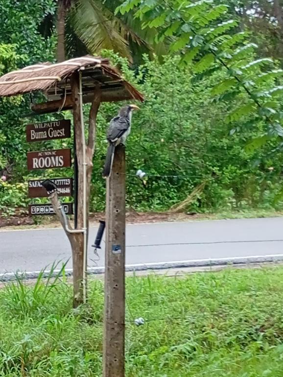 Zahrada ubytování Wilpattu Buma Lodge