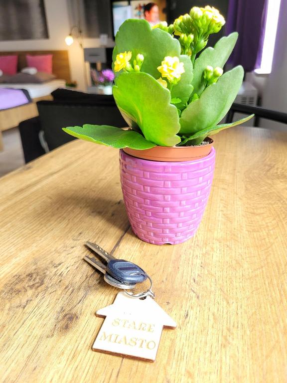 a plant in a pink flower pot on a table with a star at STARE MiASTO II in Olsztyn