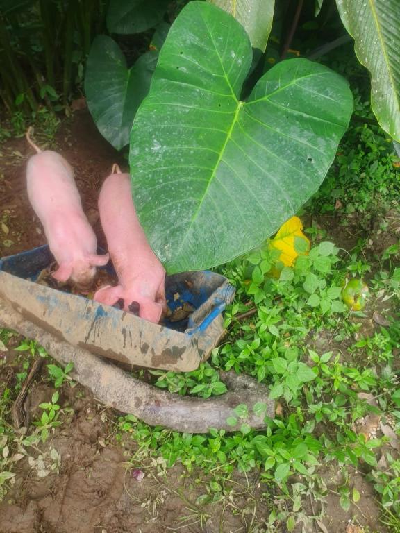 Zahrada ubytování Eco Farmstay Finca Las Aguas