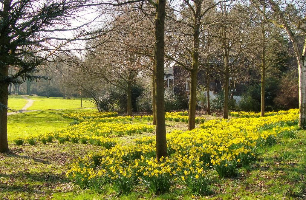 a field of daffodils in a park with trees at Vivere Ad Parcum - Bed And Breakfast in Krefeld