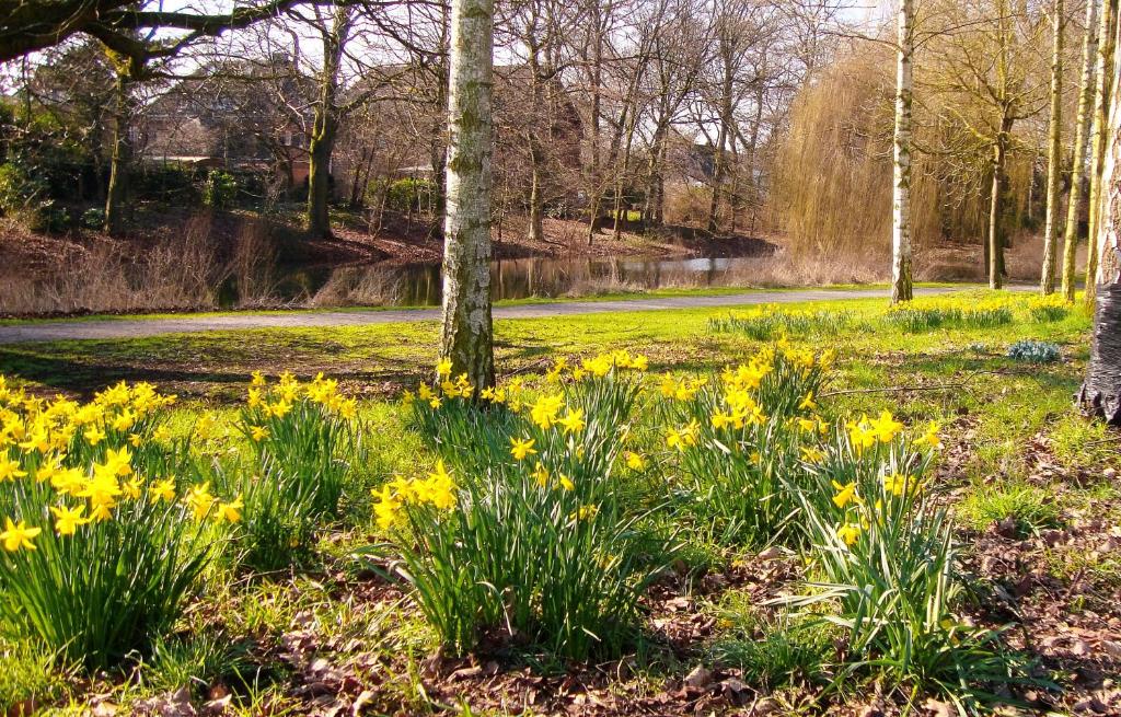 a field of yellow flowers in front of a tree at Vivere Ad Parcum - Bed And Breakfast in Krefeld