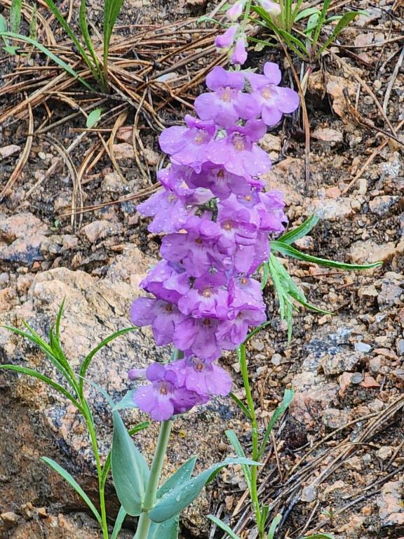 Fotografie z fotogalerie ubytování Kokopelli Inn v destinaci Estes Park