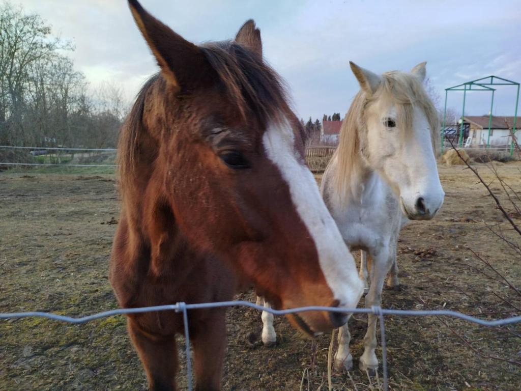Zvířata v prázdninového domu nebo okolí