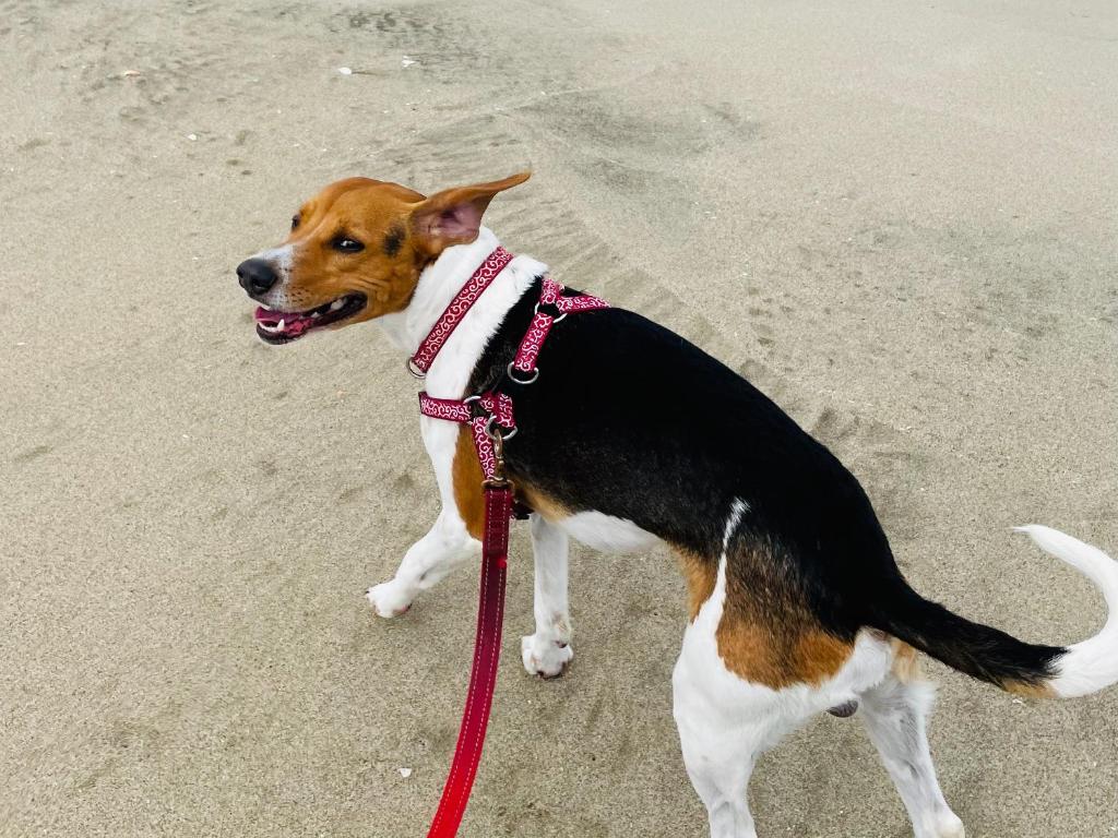 a brown and white dog on a leash on the beach at Seiryukyou in Nishinoomote
