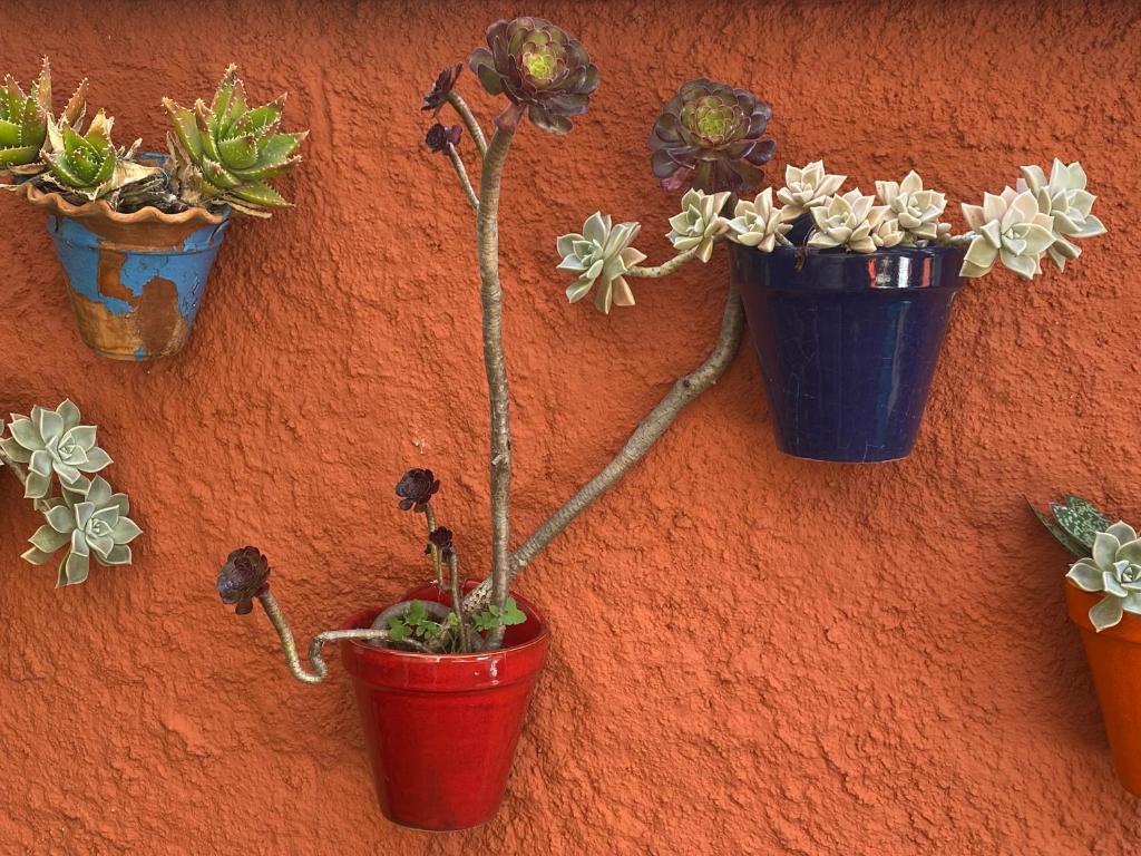quatre plantes en pot sont suspendues sur un mur dans l'établissement Maison de vacances proximité bord de mer, à Canet