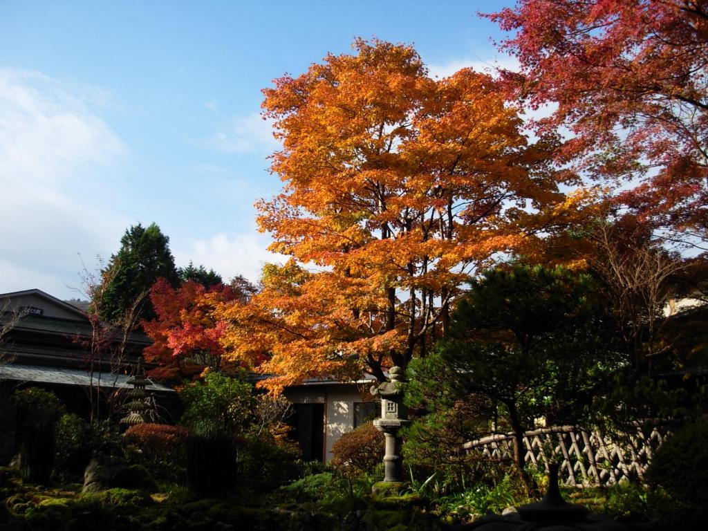 a tree with colorful leaves in front of a house at Yoshimatsu in Hakone
