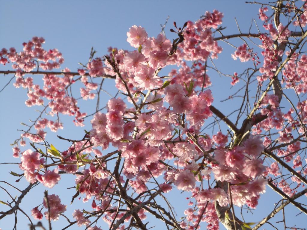 a branch of pink cherry blossoms against a blue sky at Yoshimatsu in Hakone