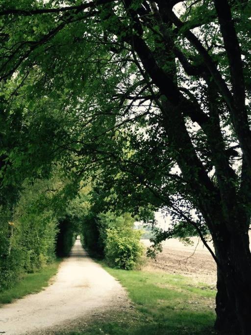 un chemin de terre avec des arbres sur son côté dans l'établissement Domaine Le Rolant, à Montaut