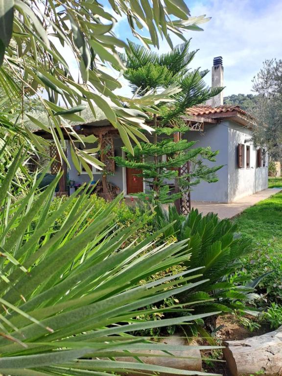 a house with a palm tree in front of a building at Bill's Garden Villa in Kalamos
