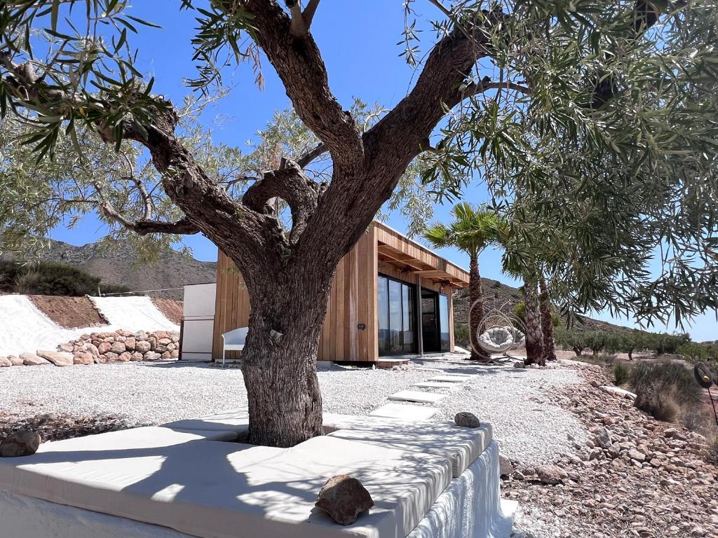 Hondón de las NievesにあるDisfrutaの家の前の木