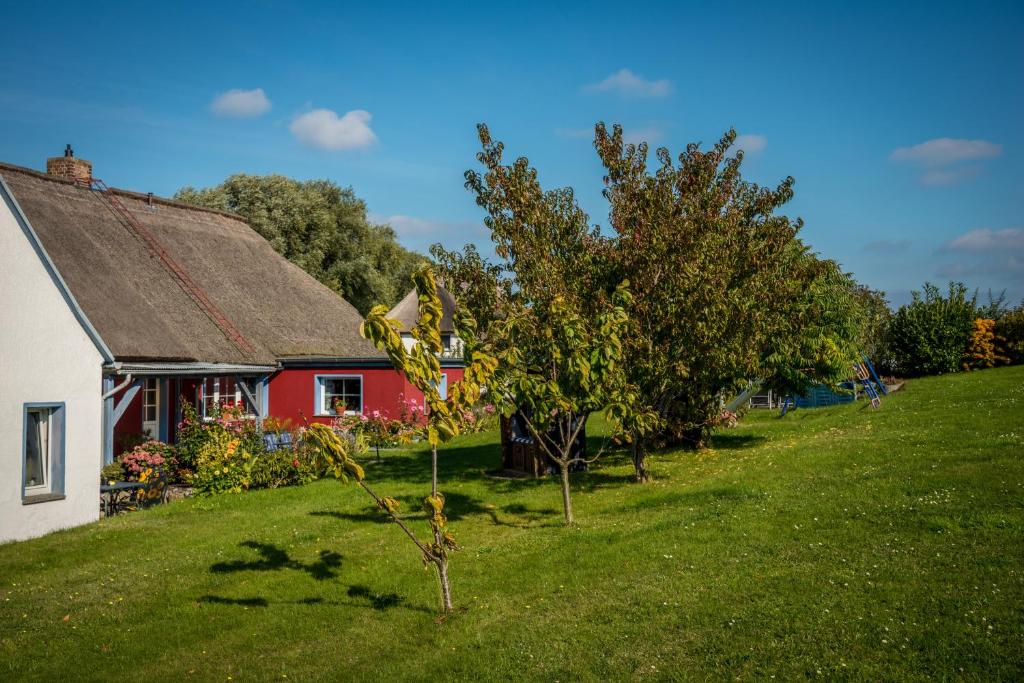 una casa roja y blanca con un árbol delante en Ferienwohnungen Müller, en Gager