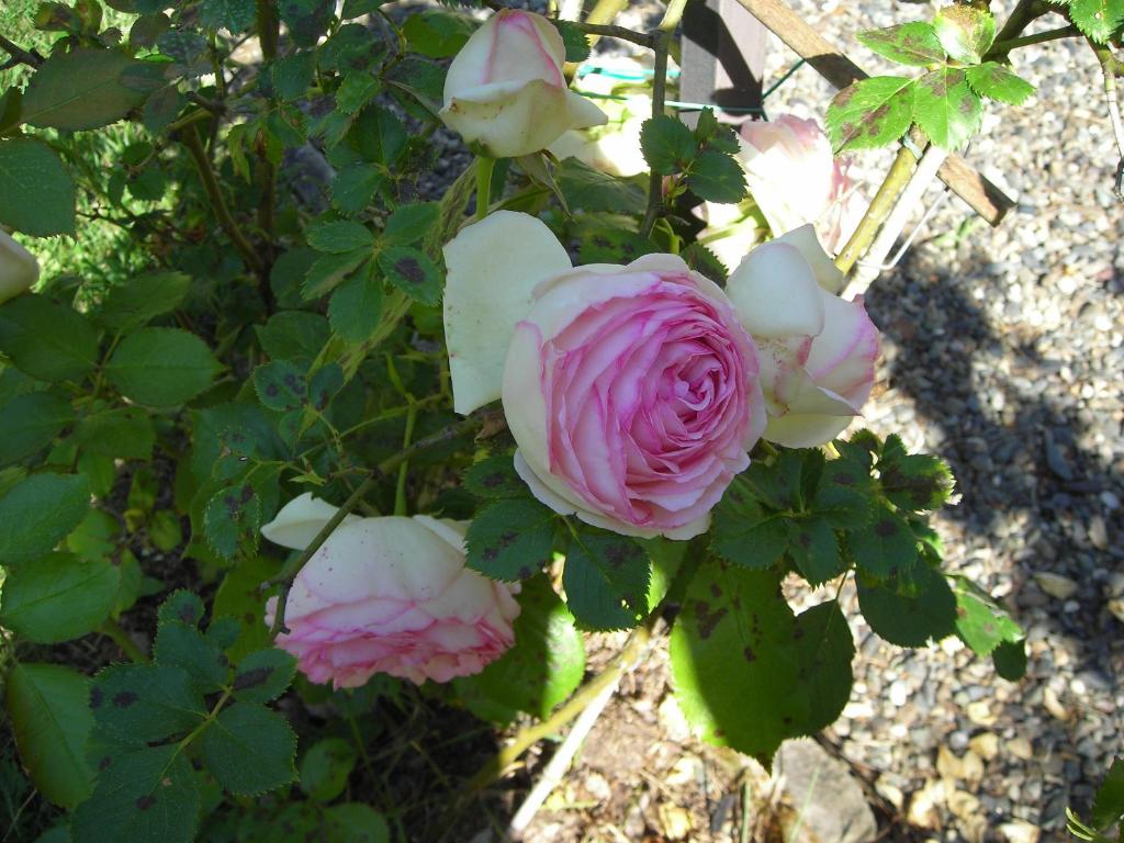a group of pink and white roses on a bush at Castello di Rocca Grimalda in Rocca Grimalda
