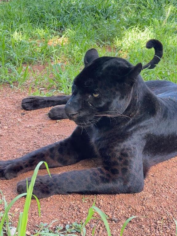 Domácí mazlíčci ubytovaní s hosty v ubytování Simba Safaris African Pride Exotic Lodge