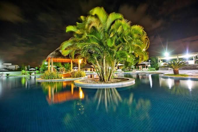 a palm tree sitting in the middle of a pool at night at ILOA 02 quartos térreo 03J in Barra de São Miguel