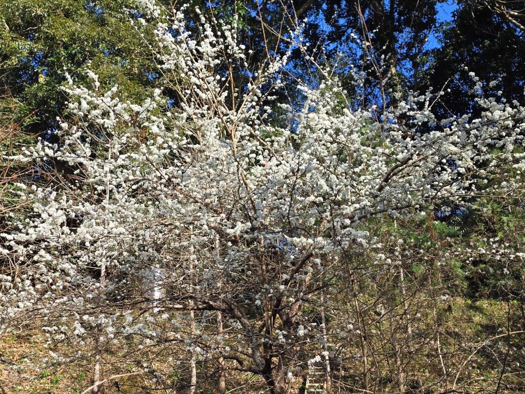 un albero in fiore con fiori bianchi di Nanzhuang Haoshanhaishui B&B a Hung-mao-kuan