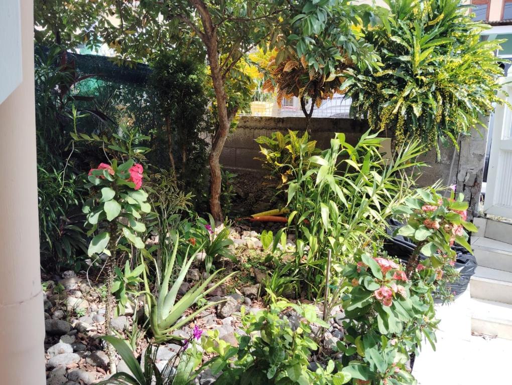 Zahrada ubytování La belle Martinique