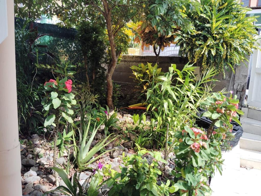 Zahrada ubytování La belle Martinique