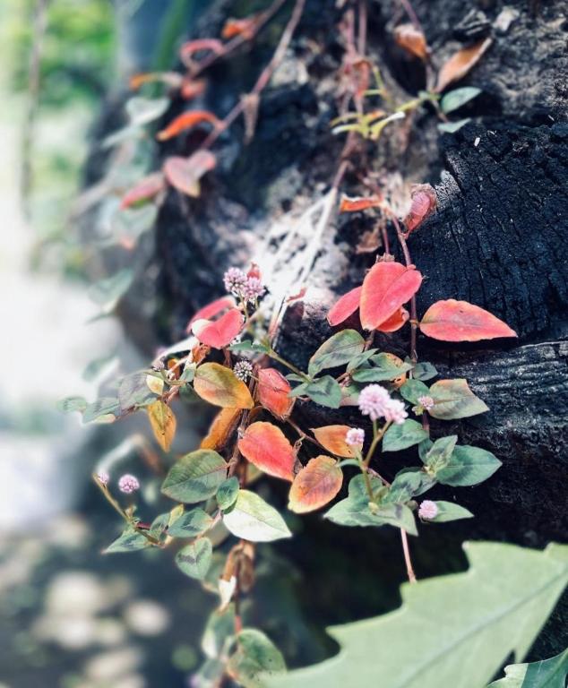 Jardín al aire libre en Posada Maná