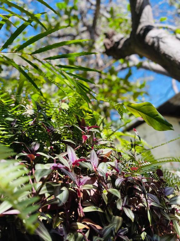 Jardín al aire libre en Posada Maná