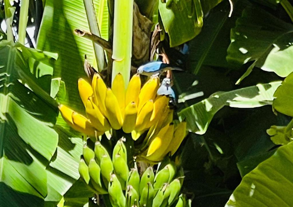 Jardín al aire libre en Posada Maná