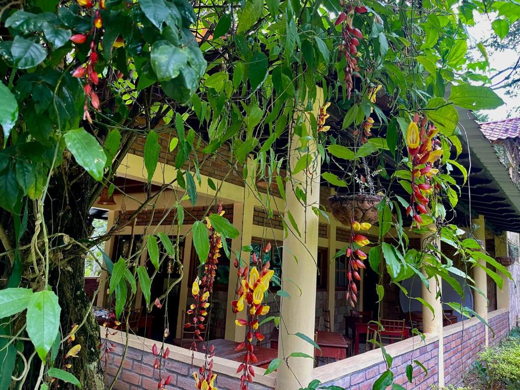 Zahrada ubytování finca del Río Copan