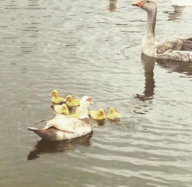 eine Gruppe von Enten, die im Wasser schwimmen in der Unterkunft Flat no Winterville em Gravata in Gravatá