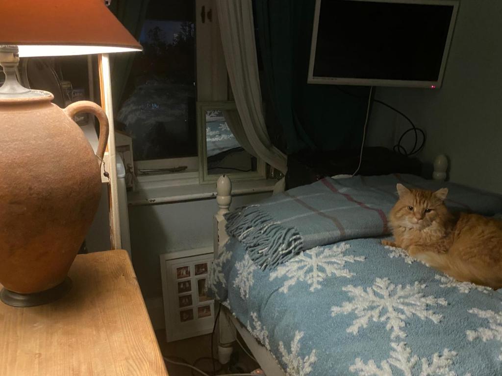 a cat laying on a bed next to a lamp at Comfy Cosy , Tv, mic, fridge in Chester