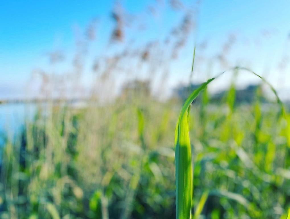 un ravvicinamento di un filo d'erba in un campo di TINY HOUSE FLEESENSEE mit eigenem Garten und nur wenige Meter vom Seeufer a Göhren-Lebbin