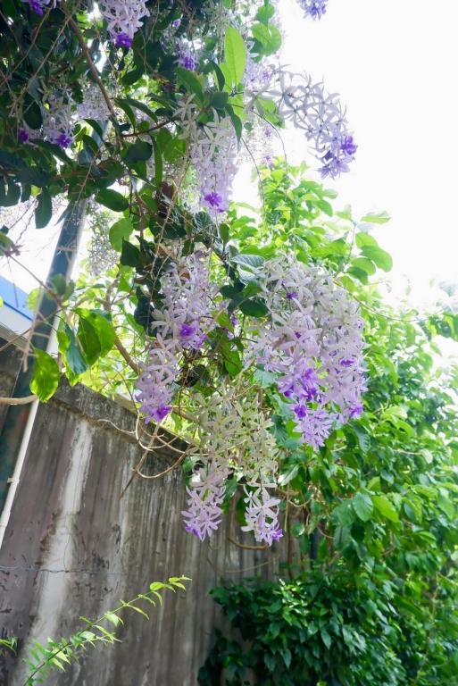 Chalet De Palm Resort ???????????? ??????? - Resim 29