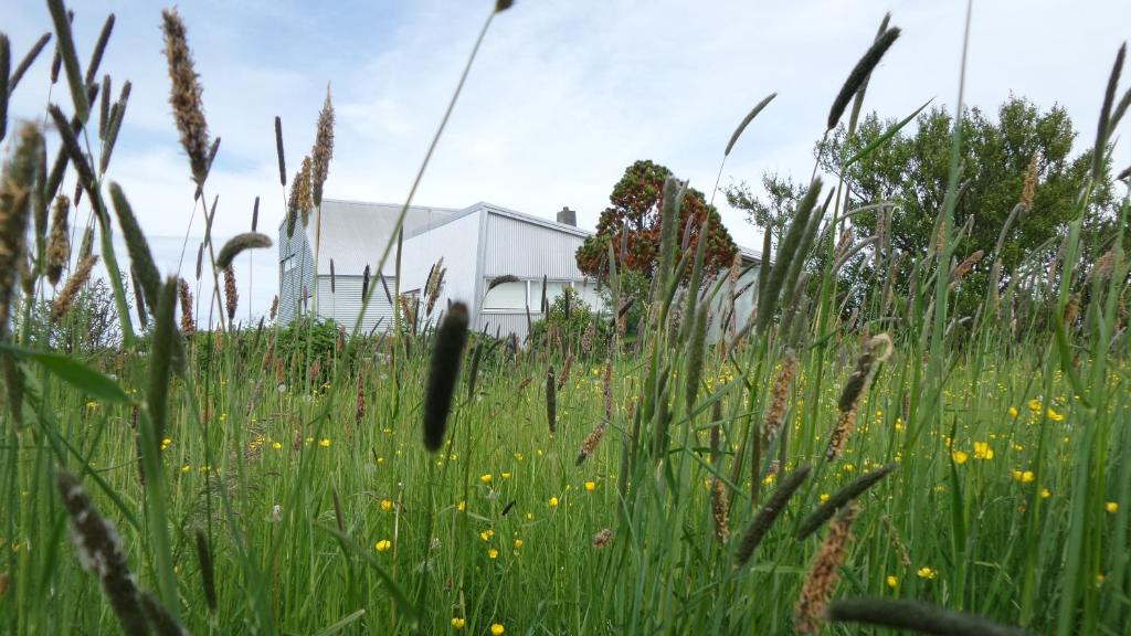 un campo de hierba alta con un edificio blanco en el fondo en Eyvindarholt Guesthouse en Álftanes