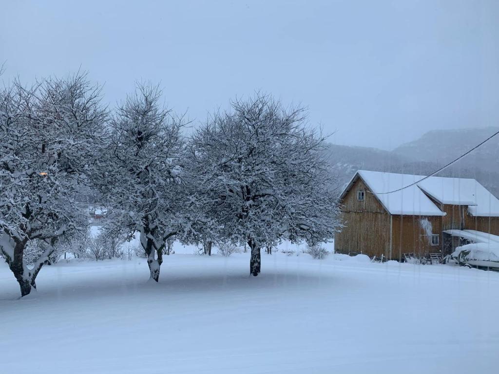 een met sneeuw bedekt veld met bomen en een schuur bij Nordgården in Handeland